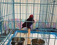 small-bird-for-sale