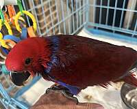 small-eclectus-parrots-for-sale