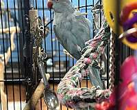 cute-exotic-soft-bills-other-for-sale