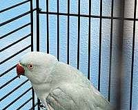 cute-exotic-young-bird