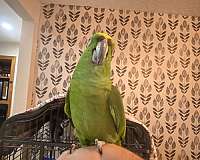 yellow-naped-amazon-parrot-for-sale-in-houston-tx