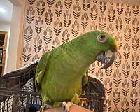 singing-talking-amazon-parrot-for-sale