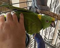 singing-talking-female-bird-for-sale