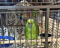 amazon-parrot-for-sale
