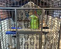 adult-bird