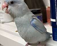 handfed-bird-for-sale-in-navasota-tx