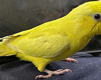 blue-yellow-bird-for-sale-in-navasota-tx