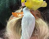 pacific-parrotlet-for-sale