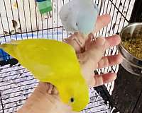 blue-yellow-pacific-parrotlet-for-sale