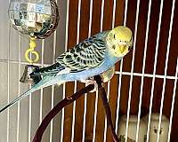 tame-bird-for-sale-in-warnerville-ny