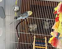 parakeet-for-sale