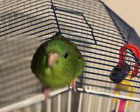 blue-parrot-for-sale