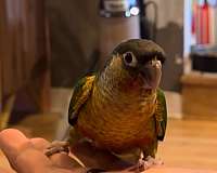 orange-parrot-for-sale
