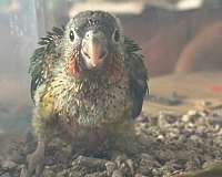 yellow-parrot-for-sale