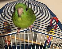 parrot-for-sale
