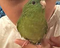 green-parrot-for-sale