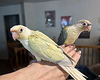 pineapple-bird-for-sale-in-layton-ut
