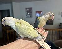 green-cheek-conure-for-sale