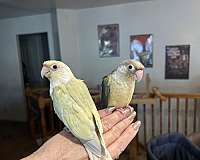 green-cheek-conure-for-sale-in-layton-ut
