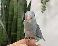 pacific-parrotlet-for-sale-in-hillside-nj