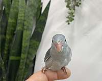 green-grey-bird-for-sale-in-hillside-nj