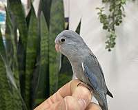green-grey-rare-bird-for-sale