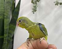 rare-bird-for-sale-in-hillside-nj