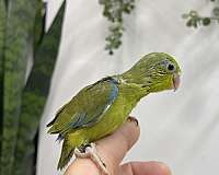 pacific-parrotlet-for-sale