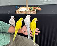 quaker-parrots-for-sale