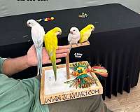 green-yellow-quaker-parrots-for-sale