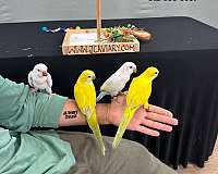 green-yellow-bird-for-sale