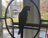 macaw-for-sale