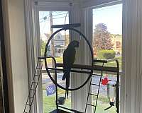 green-macaw-for-sale