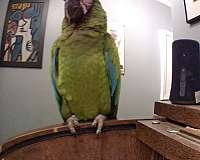 green-bird-for-sale