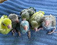 parrotlet-for-sale