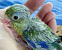 blue-parrotlet-for-sale