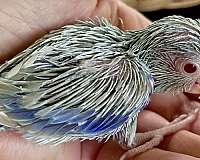 fawn-parrotlet-for-sale