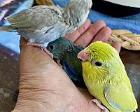 green-parrotlet-for-sale