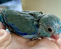 pastel-parrotlet-for-sale