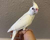 companion-pet-bird-for-sale-in-keller-tx