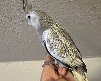 cockatiel-for-sale