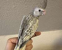 cockatiel-for-sale-in-keller-tx