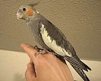 bird-for-sale-in-keller-tx