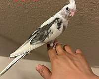 baby-bird