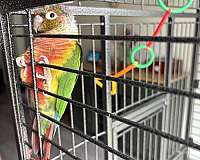 green-pineapple-bird-for-sale-in-clermont-fl