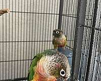 conure-for-sale