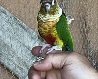 young-bird