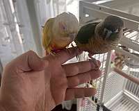 parrot-for-sale-in-new-jersey