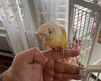 bird-for-sale-in-new-jersey