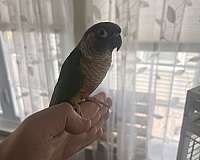 young-bird